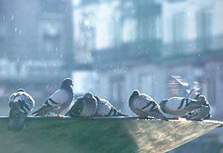 City Bird (Bird of Uijeongbu)