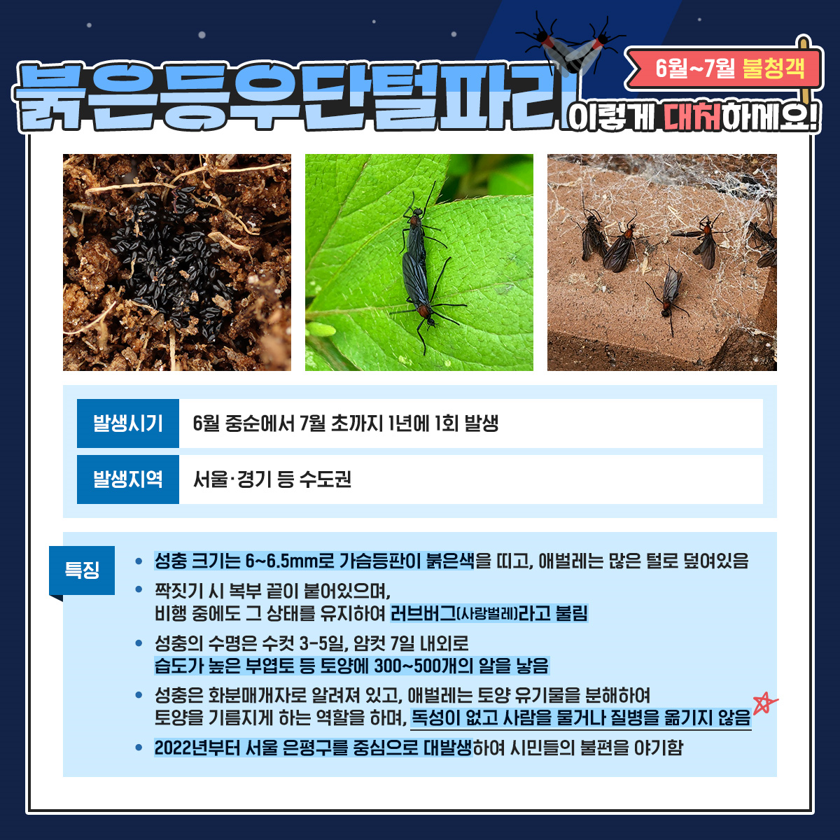 ○ 발생시기 : 6월 중순 ~ 7월 초, ○ 발생지역 : 서울, 경기 등 수도권, ○ 특징 - 성충 크기는 6~6.5mm로 가슴등판이 붉은색을 띠고, 애벌레는 많은 털로 덮여있음 - 짝짓기 시 복부 끝이 붙어있으며, 비행 중에도 그 상태를 유지하여 러브버그(사랑벌레)라고 불림 - 성충의 수명은 수컷 3~5일, 암컷 7일 내외로 한꺼번에 우화하여 짝짓기하고 산란 후 죽음 - 성충은 화분매개자로 알려져 있고, 애벌레는 토양 유기물을 분해하여 토양을 기름지게 하는 역할을 하며, 독성이 없고 사람을 물거나 질병을 옮기지 않음